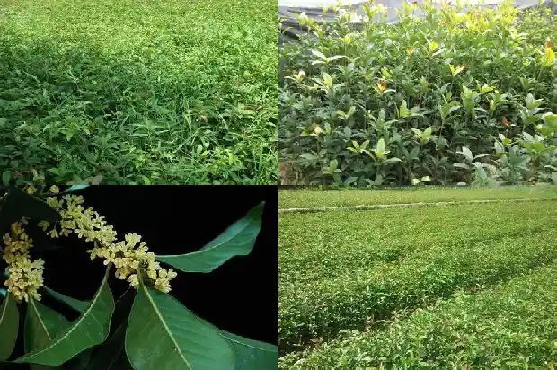 浙江桂花树苗批发厂家1690591018289