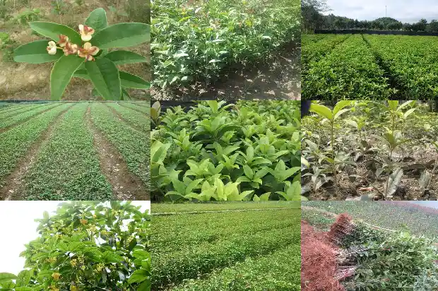 桂花味的食物1684195725827