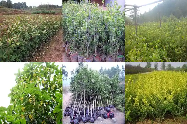 桂花炒是什么1684195973478