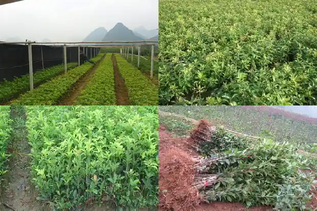 桂花炒是什么1684195973526