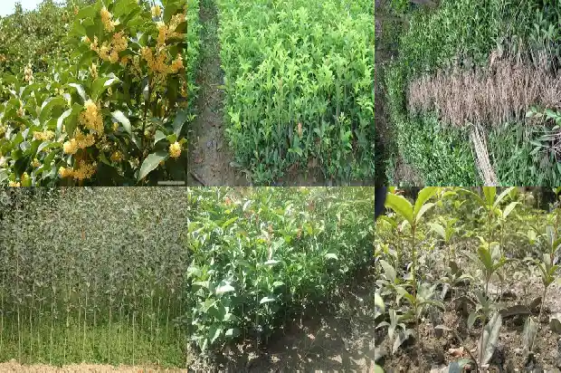 鸡桂花功效与作用禁忌1684196082704