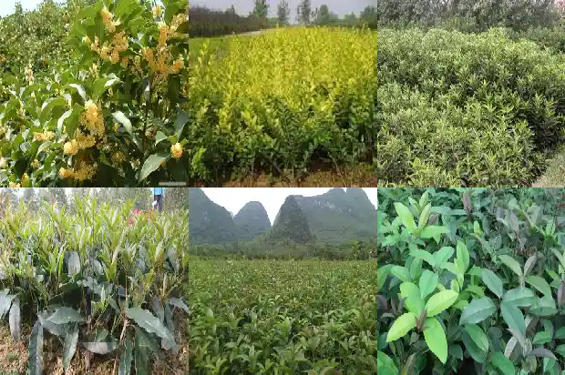 桂花鸡有什么营养价值1684196194937