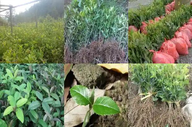 桂花炖鸡有什么功效与作用1684196254227