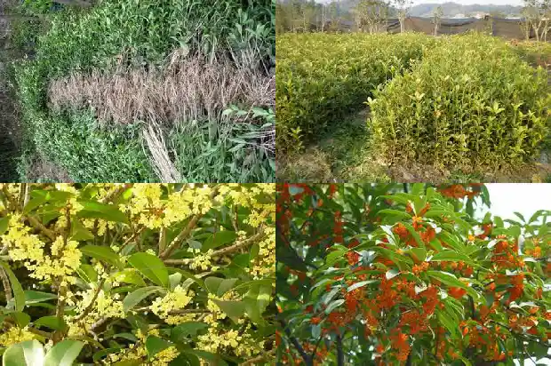 桂花煲鸡汤有什么作用1684196317058