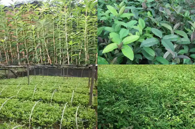 桂花煲鸡汤有什么作用1684196317152