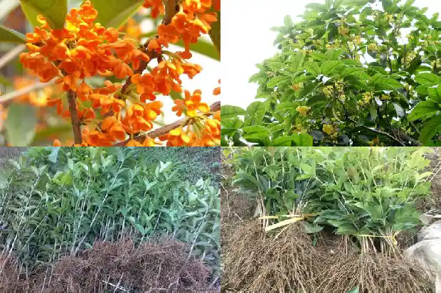 桂花的做什么1684196679496