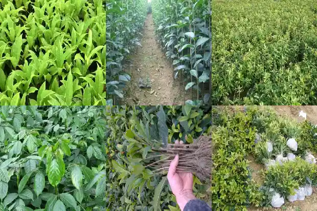 干桂花怎么做?1689207901684