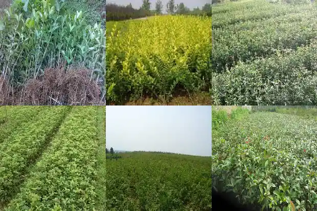 桂花鸡怎么做才好吃1684196723731