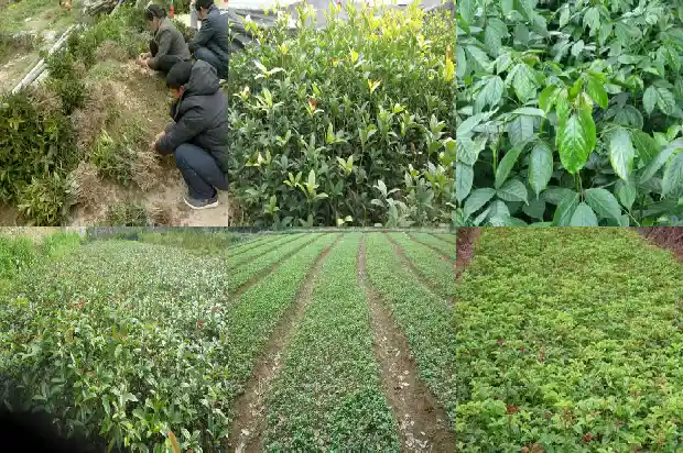 桂花鸡怎么做才好吃1684196723779