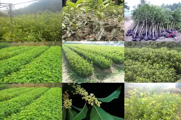 桂花鸡的功效和作用1684196814628