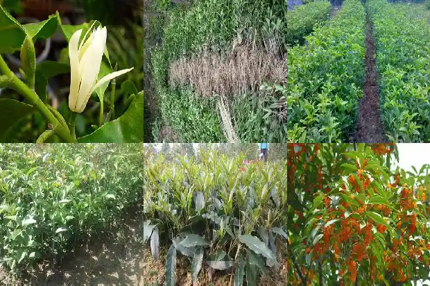 桂花鸡头米的功效与作用禁忌1684196837209