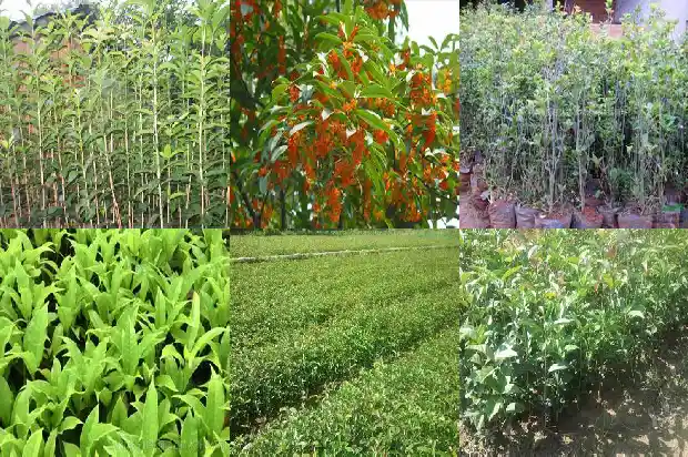桂花鸡头米的功效与作用禁忌1684196837256