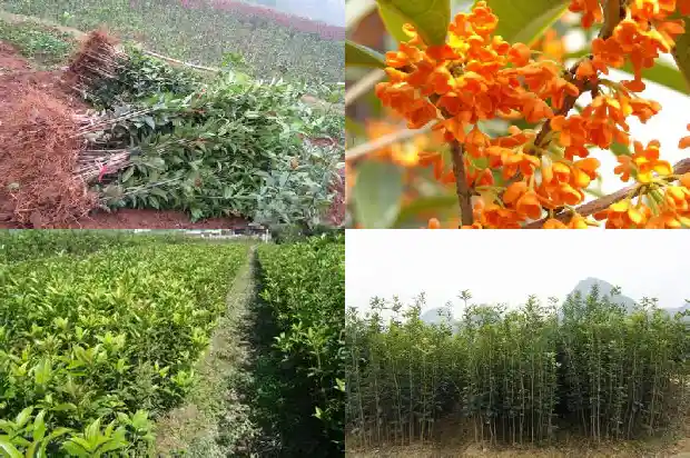 桂花鸡头米的功效和作用及禁忌1684196859009