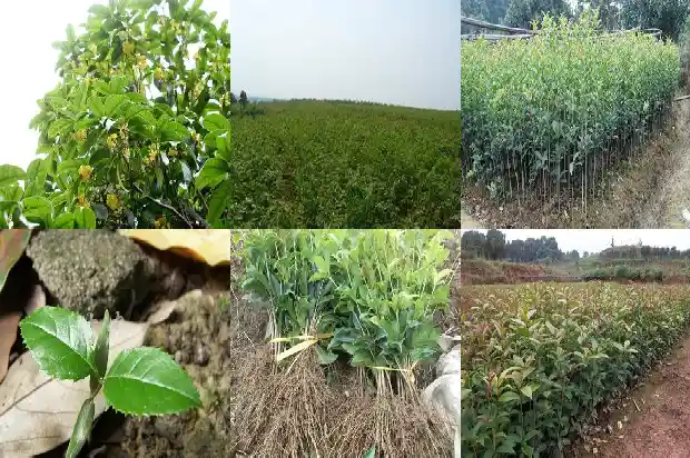 桂花鸡头米和蟹黄汤包一起吃1684196904578