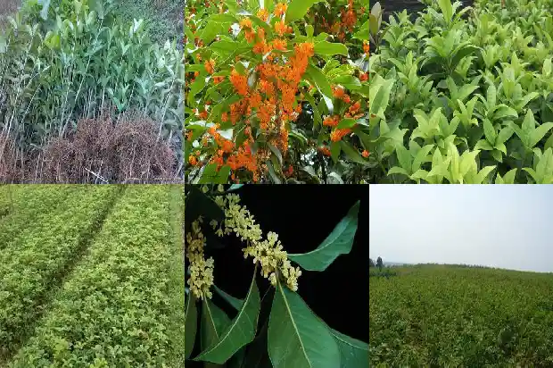 东方树叶桂花乌龙茶 杭州1689467653165