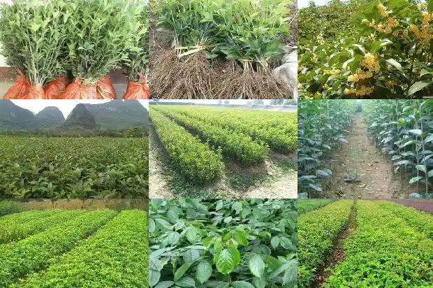 桂花是养胃的吗1684196941245