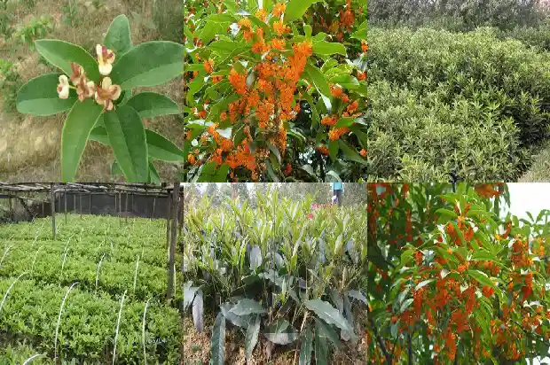 红日桂花和日香桂花香对比1688693033129