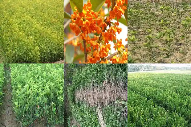 桂花是养胃的吗1684196941341