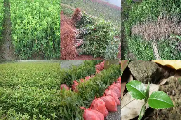 桂花树的寓意风水说法1684197006858