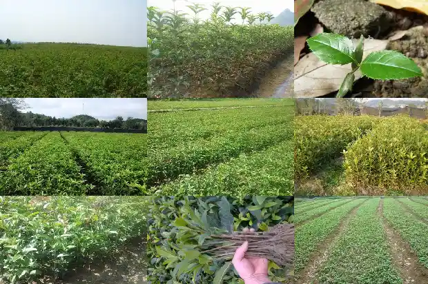 桂花树的寓意风水说法1684197006907