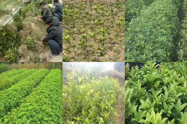 桂花树是不是风水树种1684197039345