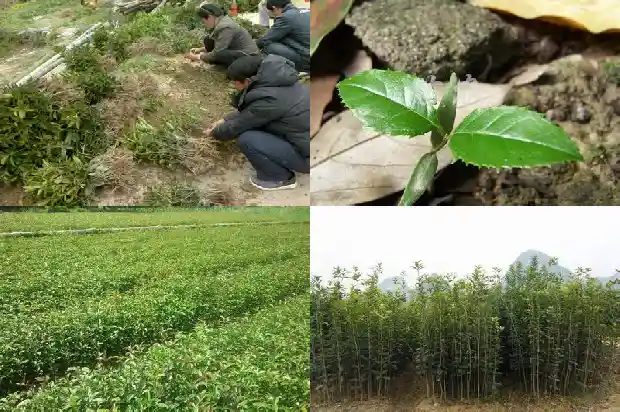 桂花树风水上的布局1684197054324