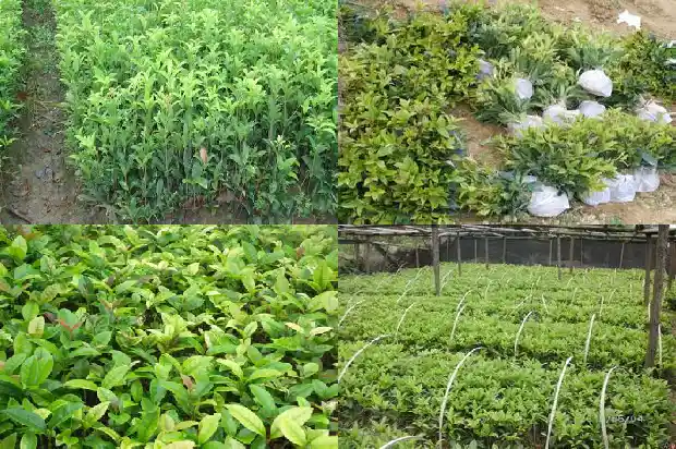 桂花树风水上的布局1684197054371