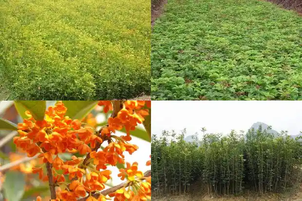 桂花树的寓意和风水讲究是什么1684197078830