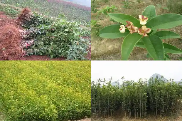 桂花树的寓意和风水讲究是什么1684197078873