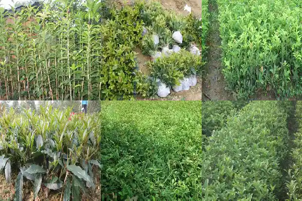 桂花树的寓意和风水讲究是什么1684197078921