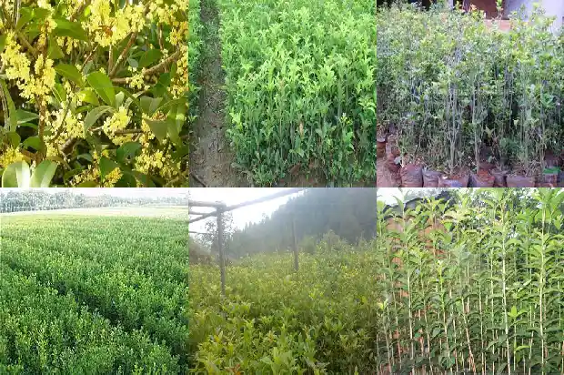 桂花树的寓意和风水讲究是什么1684197078969