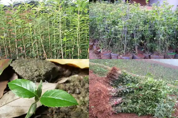 桂花树的寓意和风水说法是什么1684197125640
