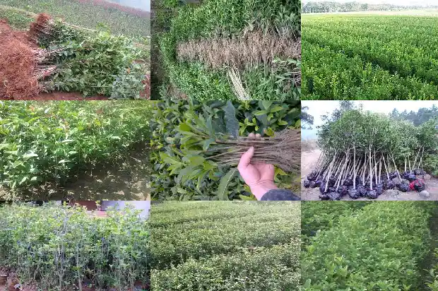 桂花在我们生活中有什么用途1689576815021