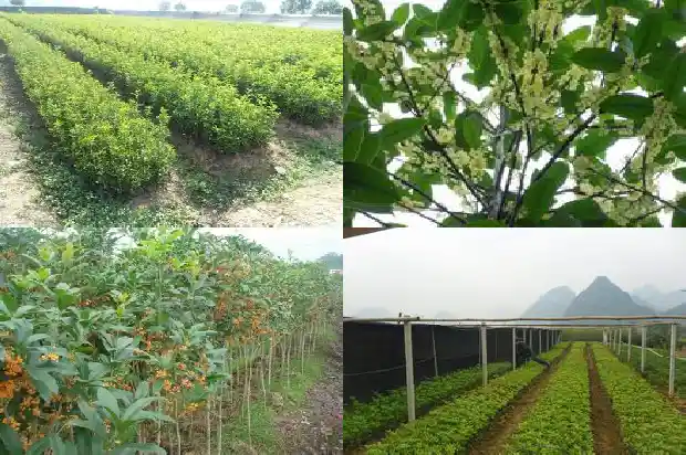 桂花树的风水作用与特点1684197148002