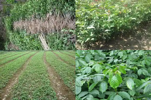 桂花树的风水作用与特点1684197148049