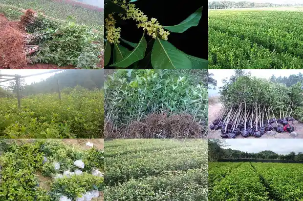 桂花树的风水作用与禁忌1684197196731