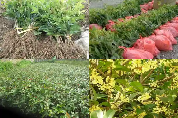 桂花树的风水作用与禁忌1684197196826