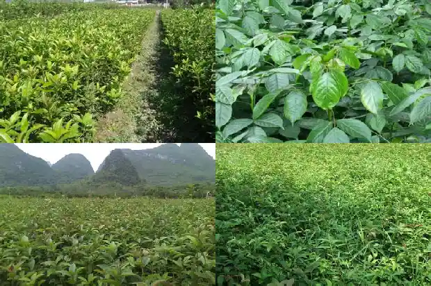 桂花树象征着啥意义呢1690677135587