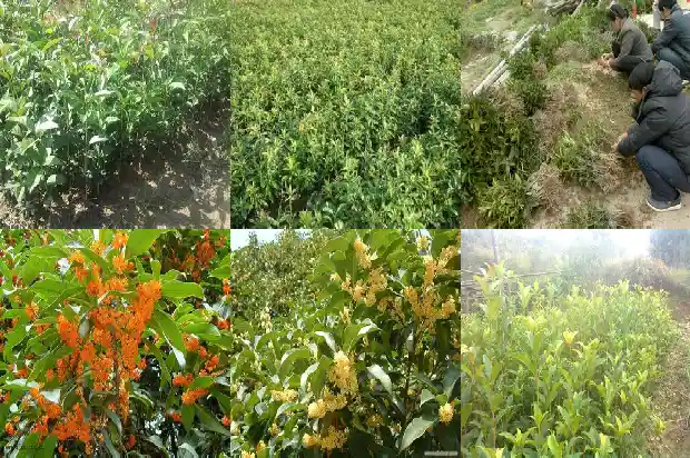 桂花树什么时候拆掉好养1688604225513