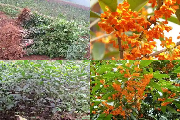 桂花有什么风水说法吗1684197295964