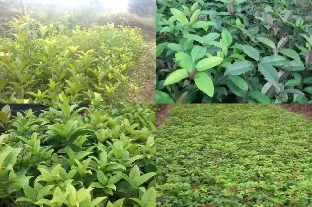 桂花的风水寓意和象征1684197336340