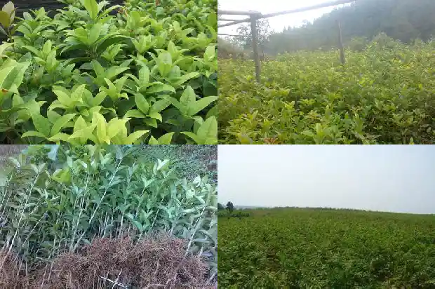 桂花风水上可以种在室内吗1684197377778