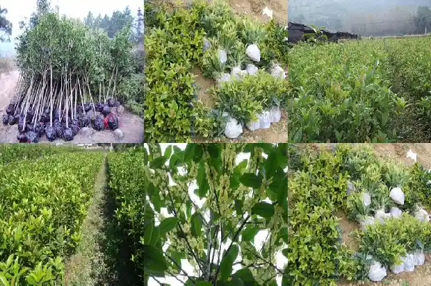 桂花风水上可以种在室内吗1684197377825