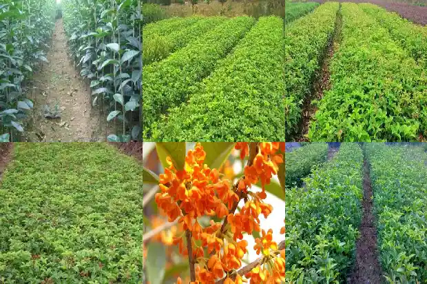 桂花有什么讲究吗1684197401902