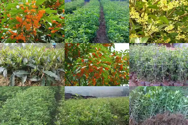 缅桂花桂花的风水讲究1684197421048
