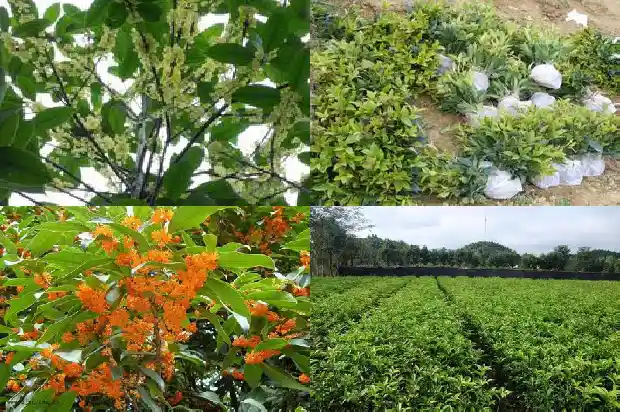 桂花对风水来说有什么好处和坏处1684197443332