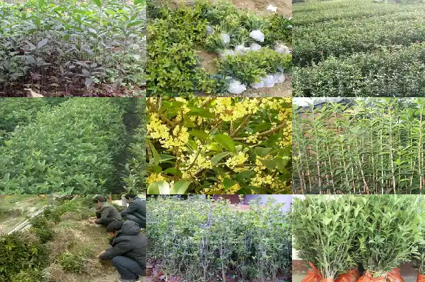 桂花对风水来说有什么好处和坏处1684197443424
