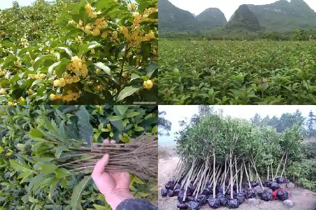 关于桂花的说法有哪些1684197490402