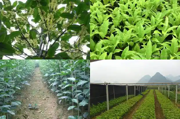 桂花茶有什么功效作用和禁忌1689381090829