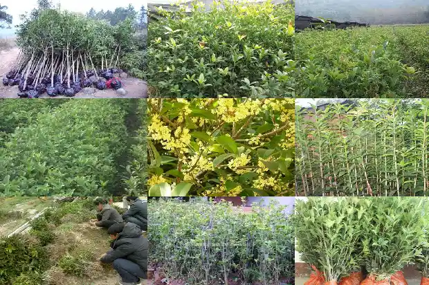 高杆桂花的标准1684197524315